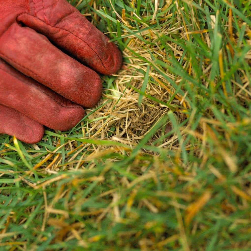 lawn dethatching