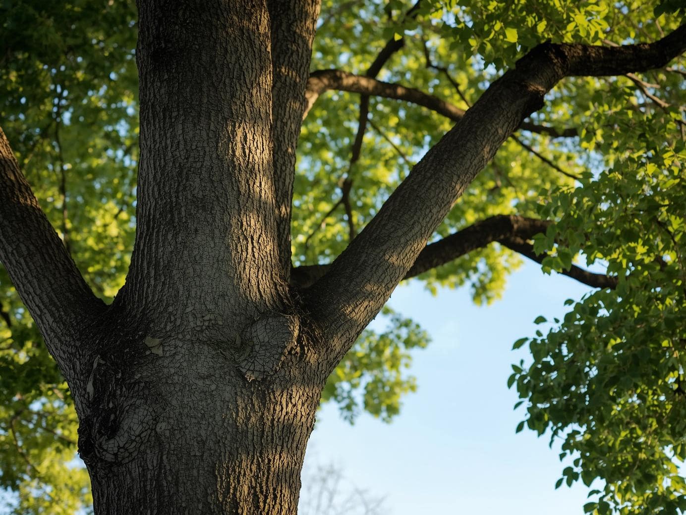 tree trimming in racine
