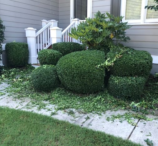 tree trimming in racine
